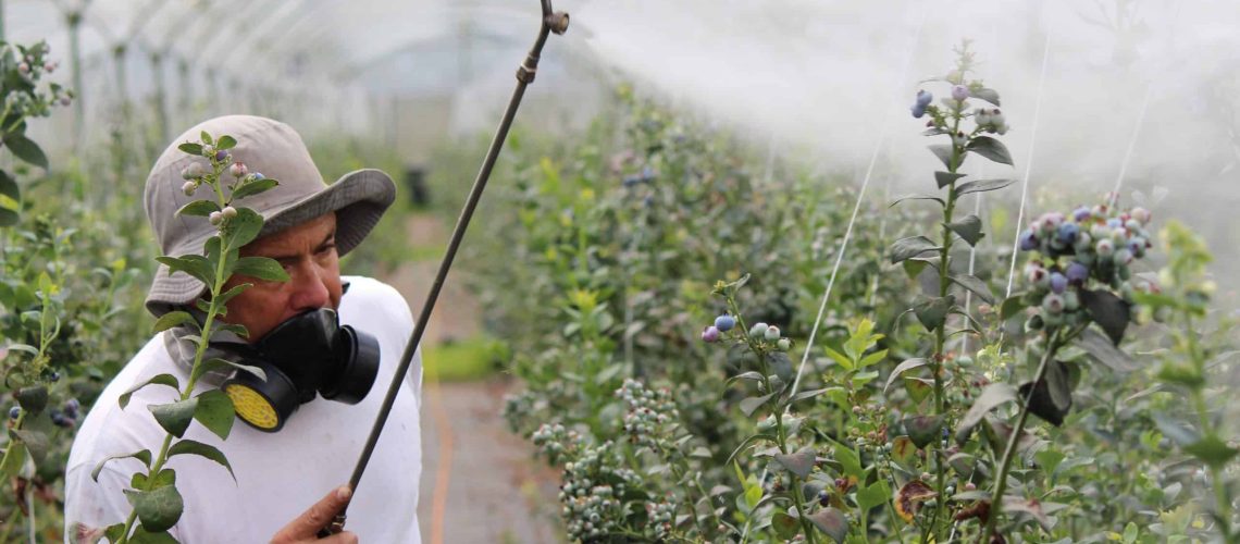 A man sprays pesticides on a field